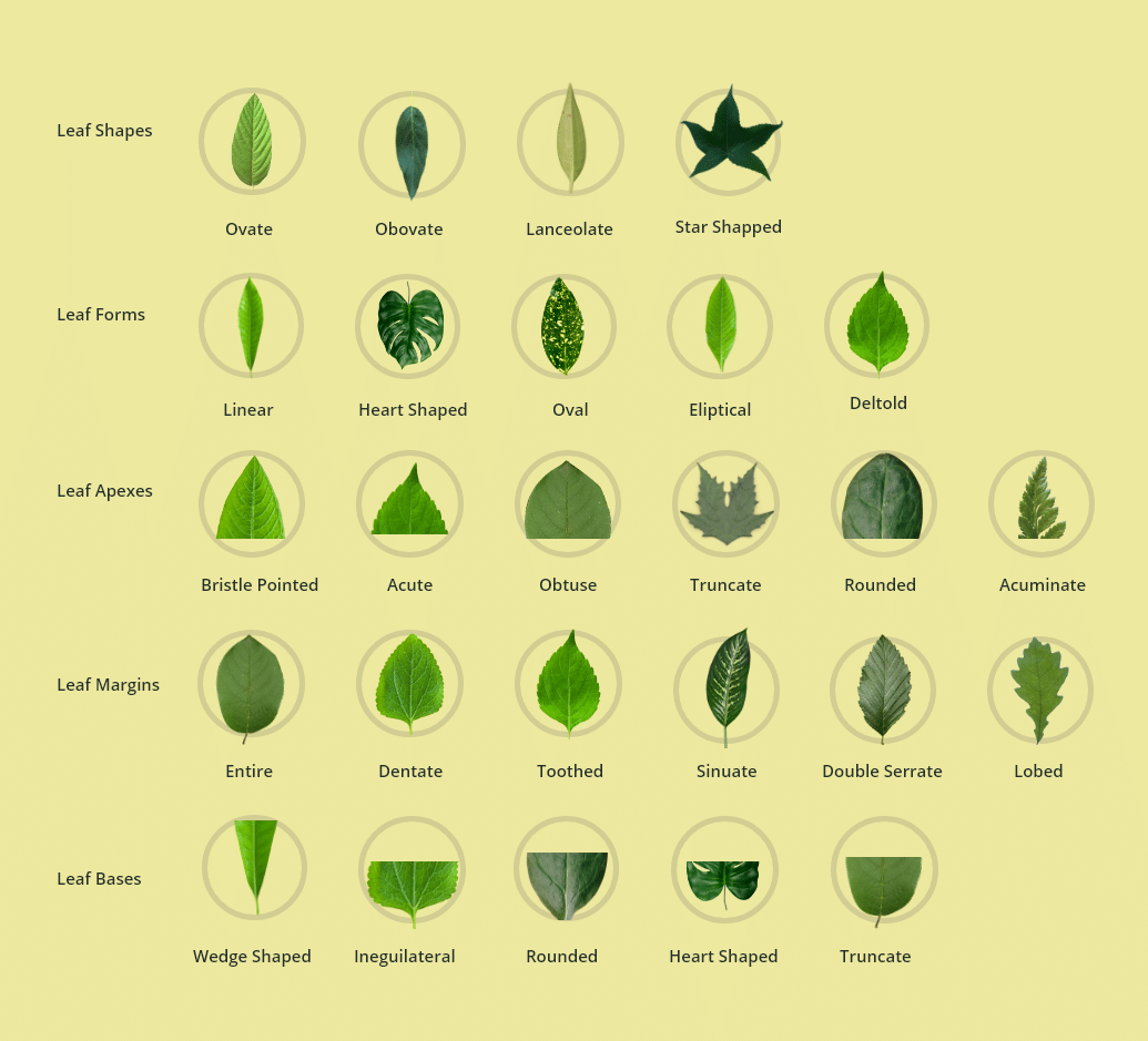 Leaf shape types - leryhotline