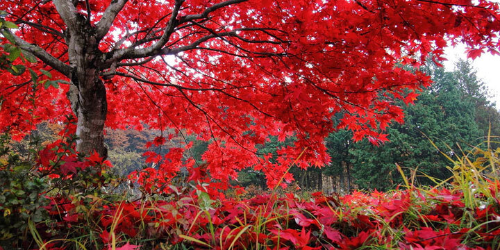 red-oak-tree