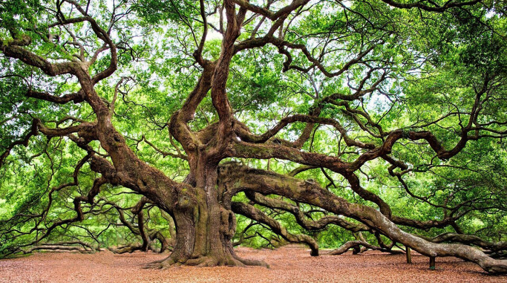 dead-oak-tree