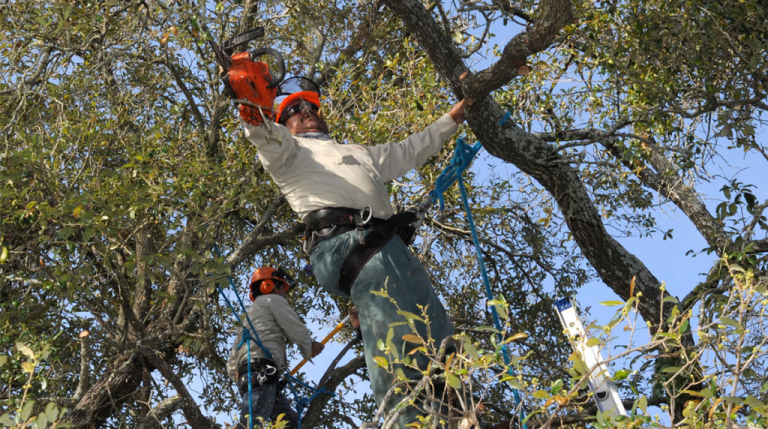 Complete All in One Tree Care Guide for Oak Trees | TreeNewal