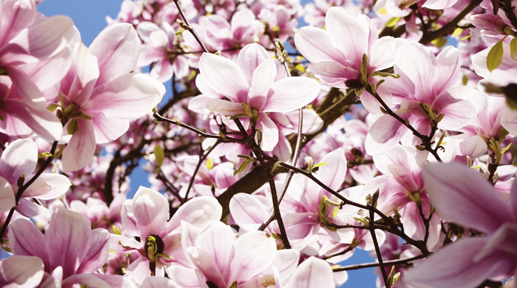 The Ultimate Guide For Healthy Magnolia Tree Care Treenewal