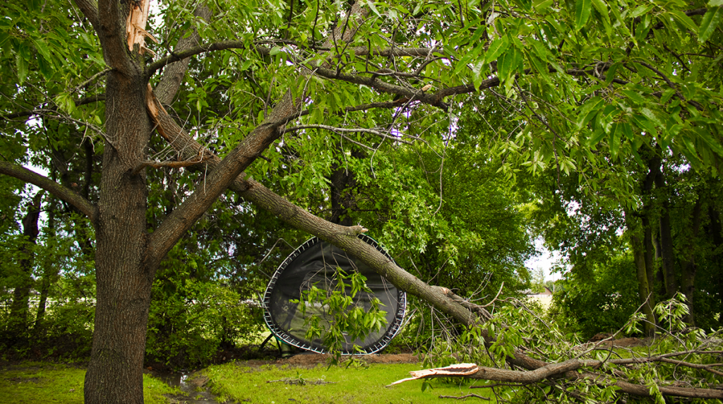 damaged-tree