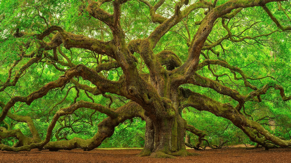 white oak tree fall