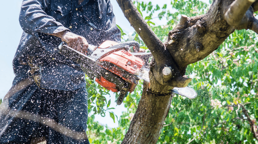 Tree Removal Oshawa