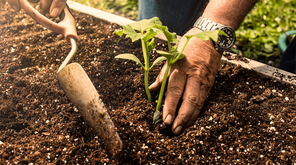 How To Prepare Soil For Planting - Plant Ideas