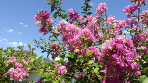 How To Save a Dying Crepe Myrtle Tree | Expert Treecare