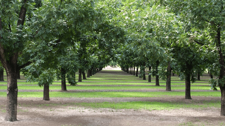 How Much Water Does an Oak Tree Need?: Your Guide to Watering Oak Trees