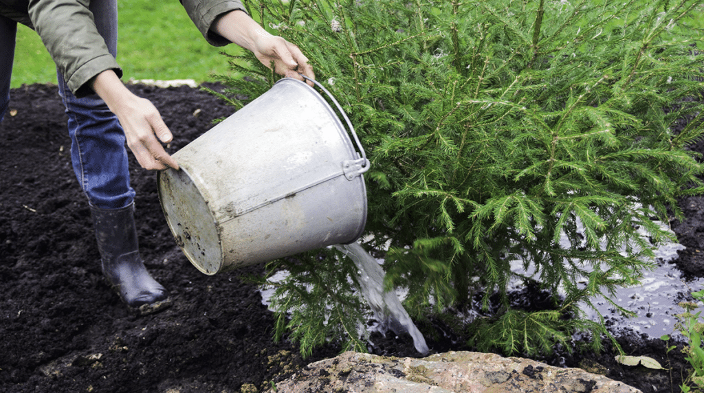 winter-tree-watering