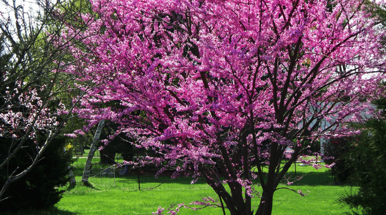 7 Small Flowering Trees Best for Dallas-Fort Worth | Dallas-Fort Worth