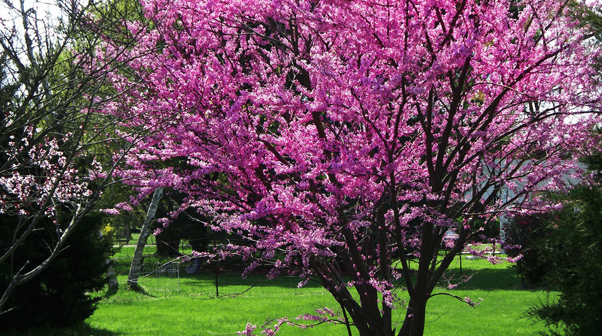 flowering-trees-blog