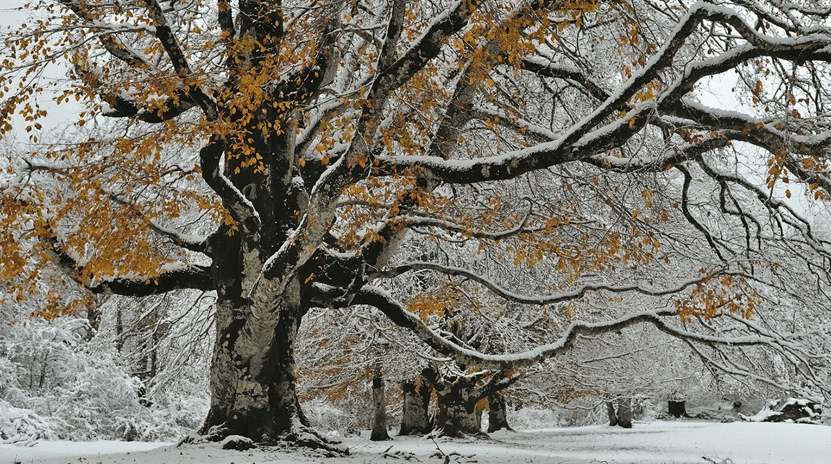 What do Trees Do in the Winter?