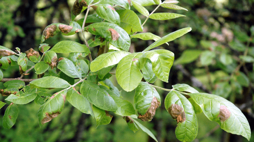 Anthracnose Hitting Ash Trees Hard | Anthracnose Diseases