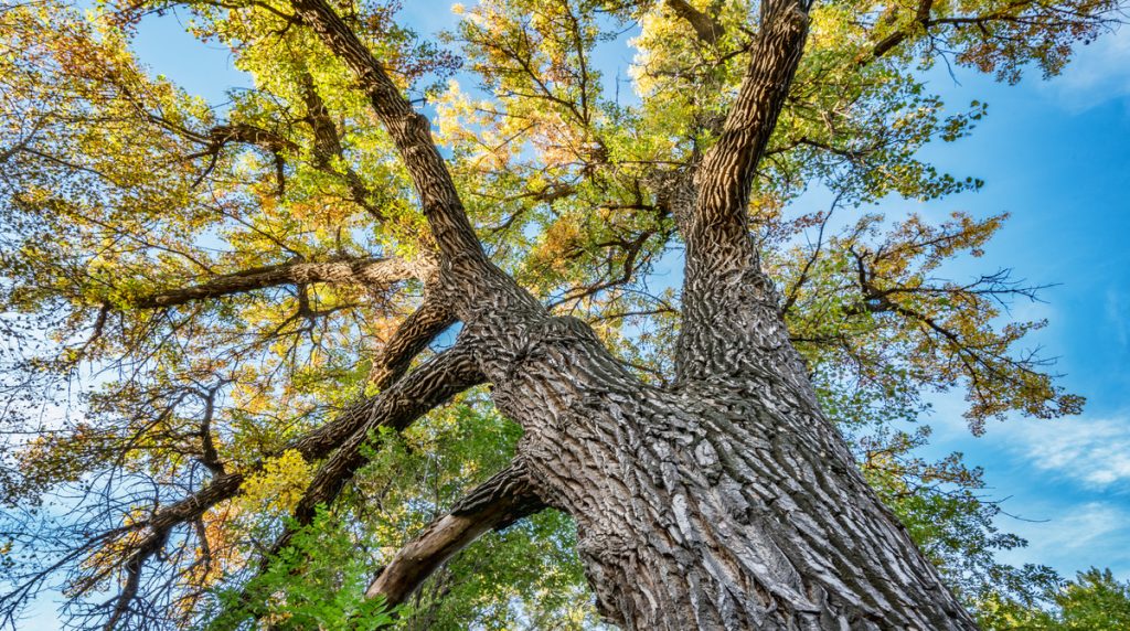 giant-cottonwood-tree-with-fall-foliage