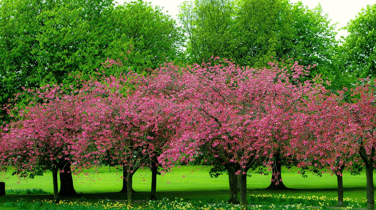 spring-tree-care
