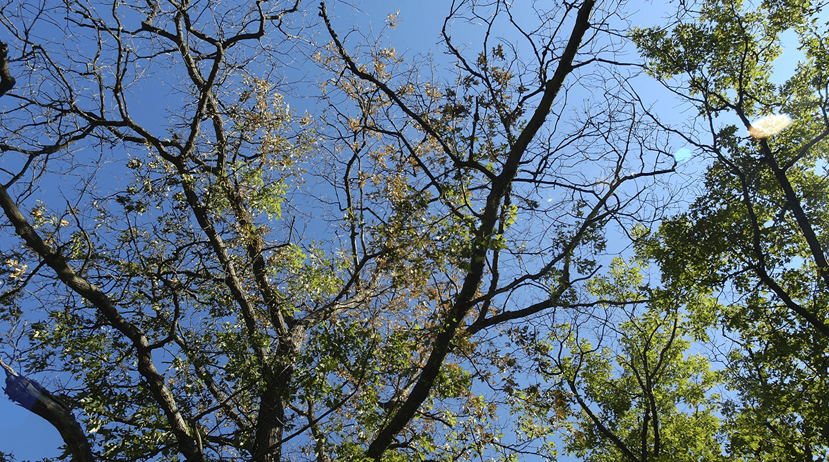 oak-wilt-seasson-pruning