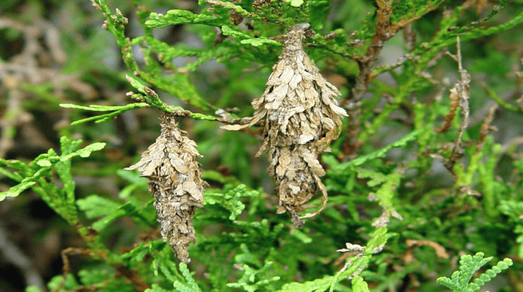 What Are Bagworms