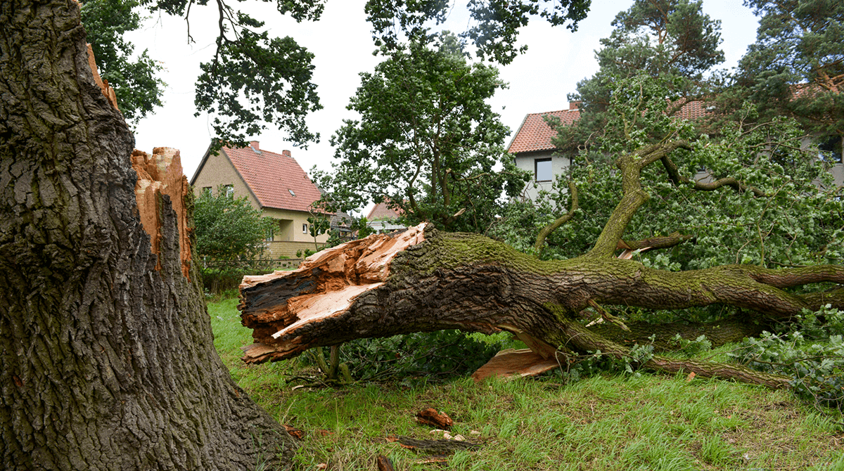 thunderstorm-respones-tree-care