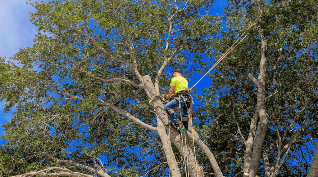 When Is the Best Time of Year to Prune My Live Oaks? Treenewal