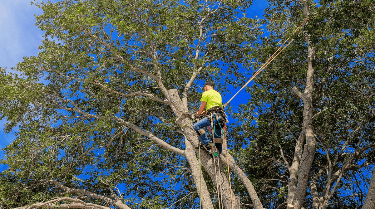 pruning-oak-trees