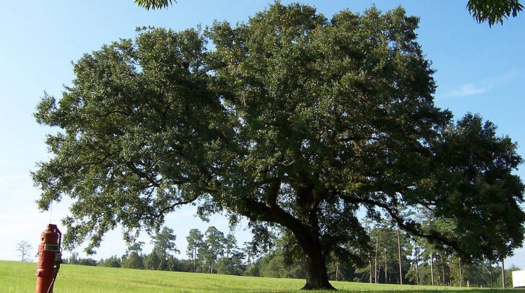 live-oak-tree