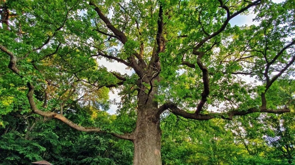 Taking Care Of Your Oak Trees When And How To Trim Treenewal