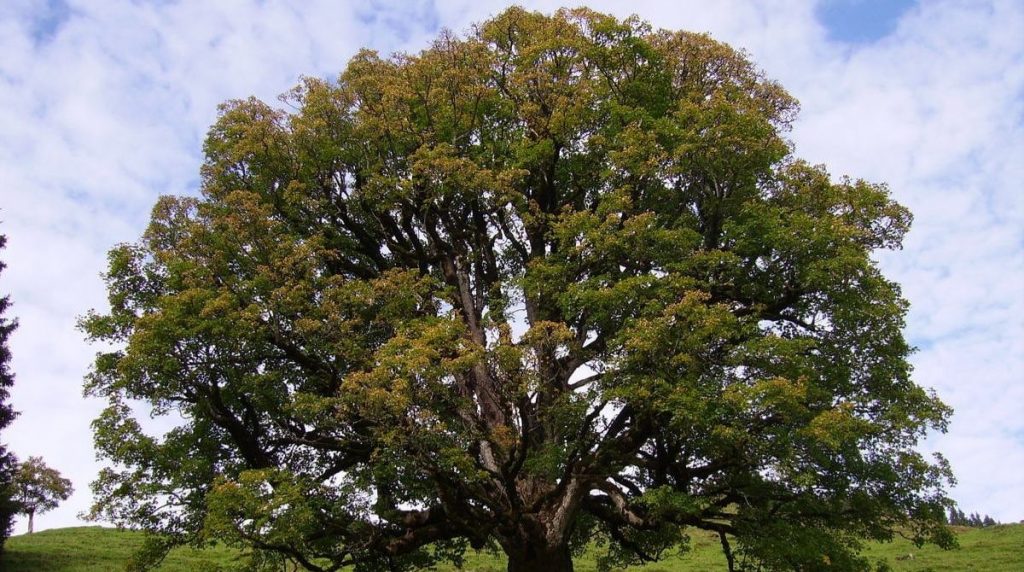 caring-for-sycamore-trees-in-north-texas