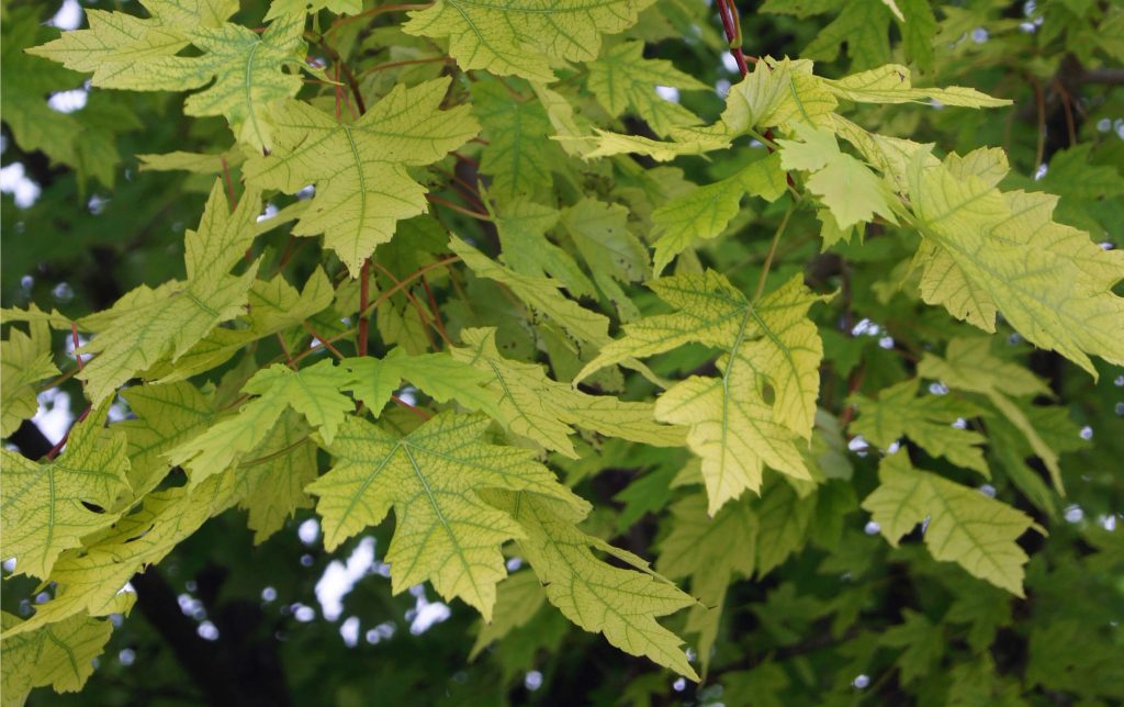 iron-chlorosis-in-trees