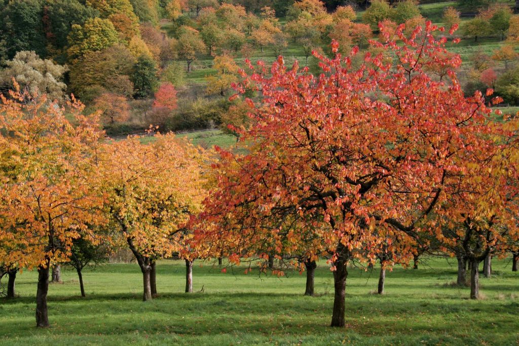 fall-tree-care