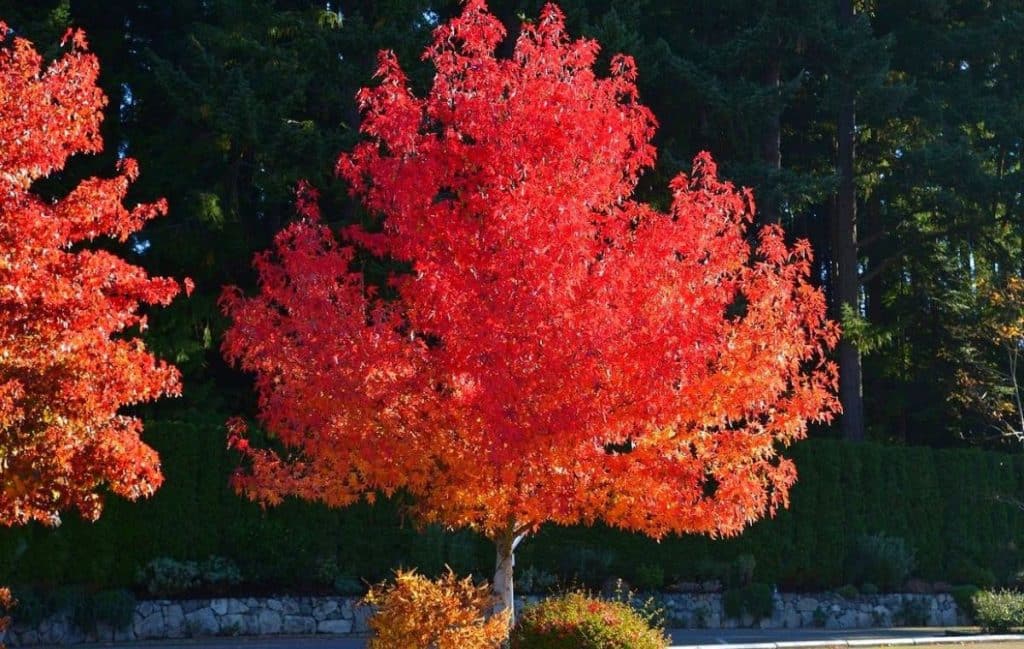 Sweet Gum Tree