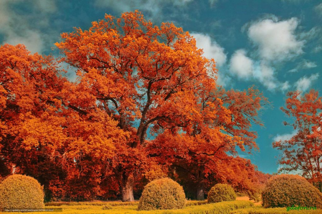 autumn-tree-care