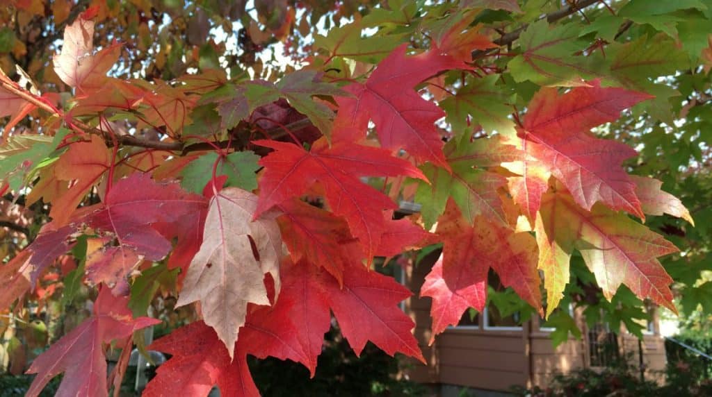 red maple tree flower