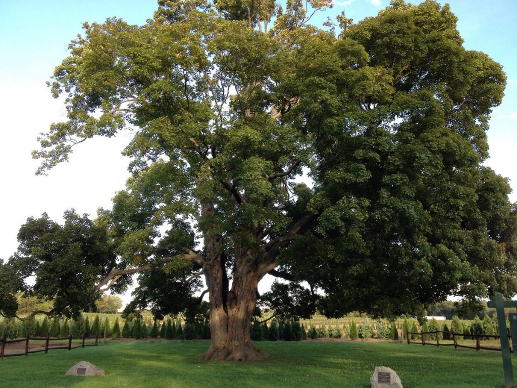 oak-tree-trimming