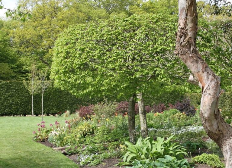 The Best And Worst Trees To Plant Near A House TreeNewal