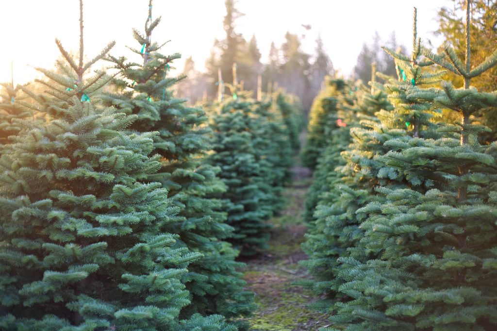 real-christmas-tree-care