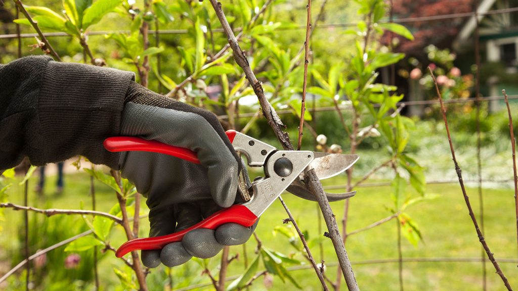 structural-tree-pruning