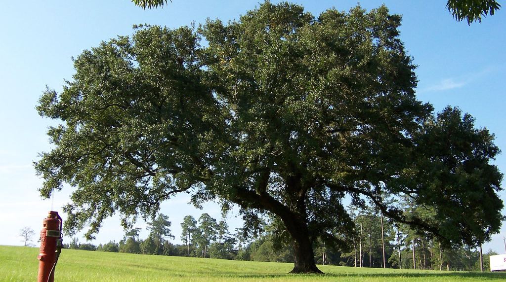 live-oak