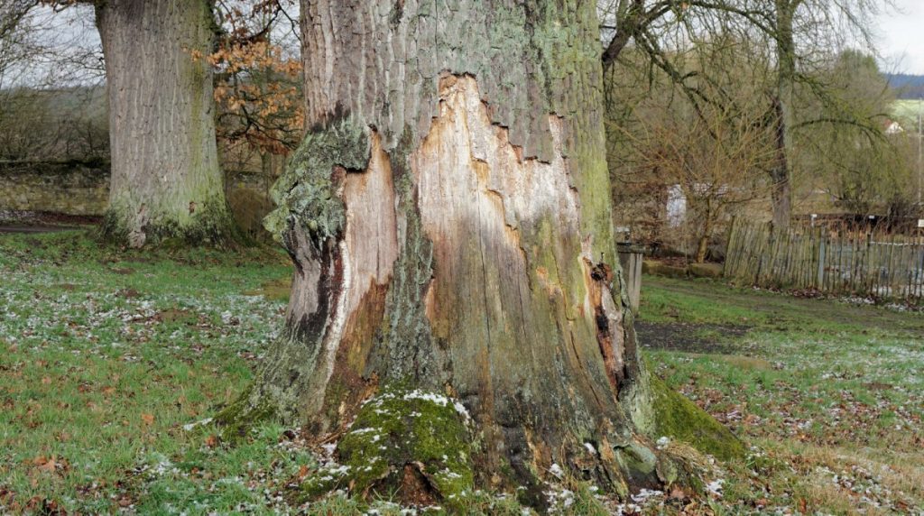 oak-tree-bark-splitting
