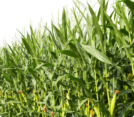 corn-crop