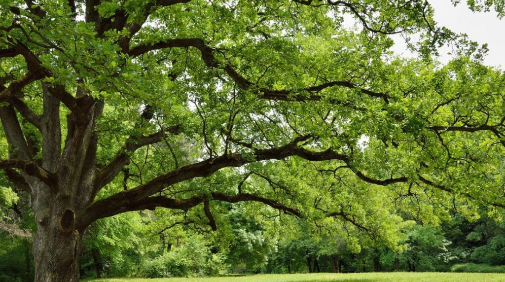 How To Identify Oak Trees In Texas By Their Leaves A Handy Guide