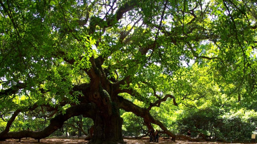 southern-live-oak-tree