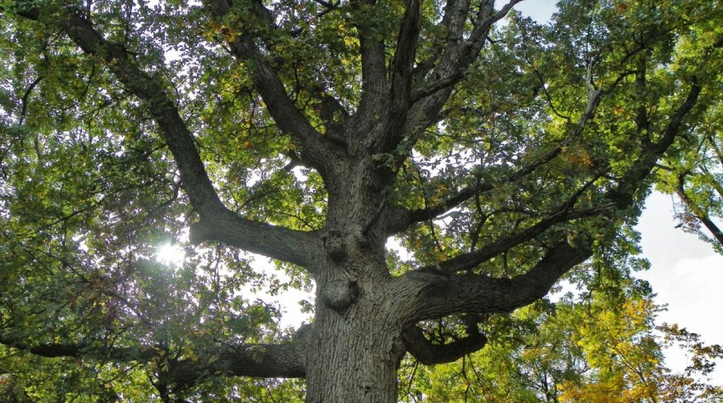 post-oak-and-bur-oak