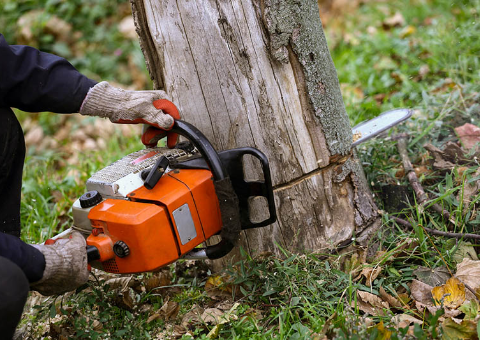 tree-removal-and-stump-gringing