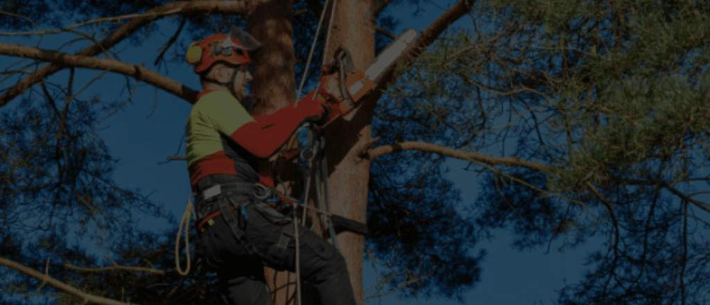 Denton Tree Trimming Service I TreeNewal