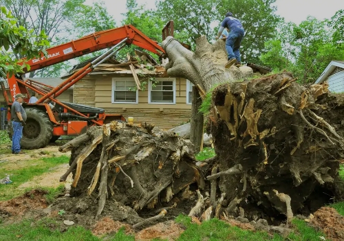tree-removal-westlake