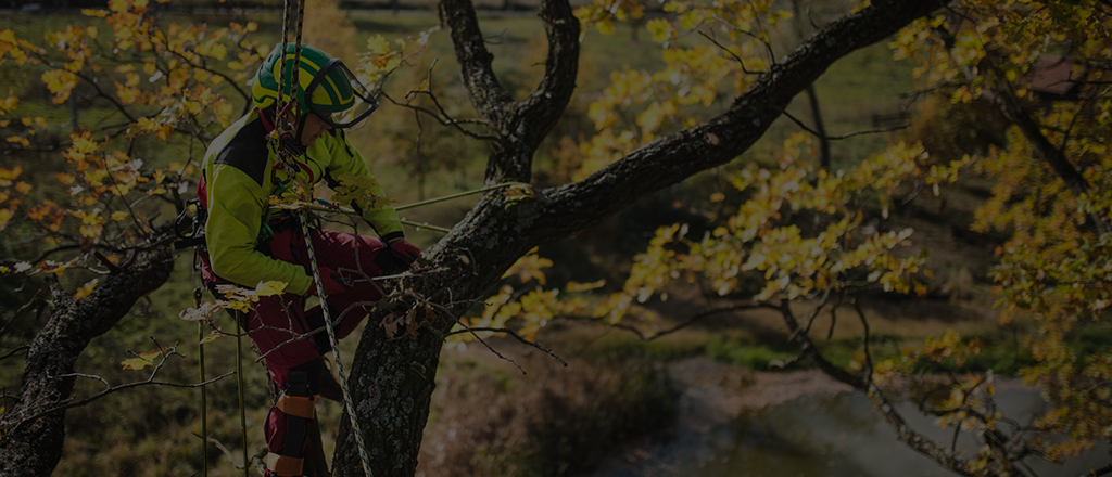 Argyle Arborist Services I Professional Tree Services in Argyle