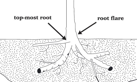 root-quality