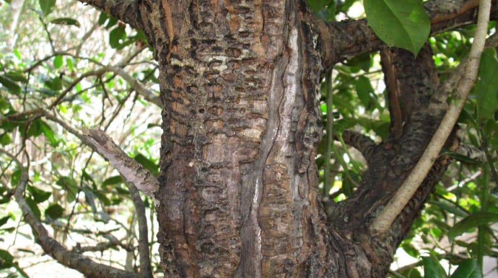 The Most Common Tree Diseases In Texas This Spring The Complete Guide 