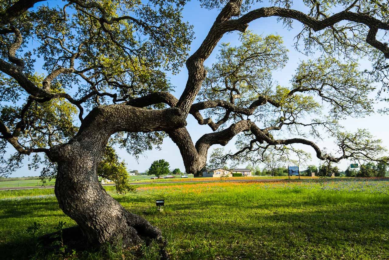 Free Trees Texas 2024 - Riki Verene