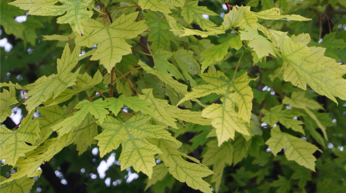 Iron_Chlorosis_in_Trees