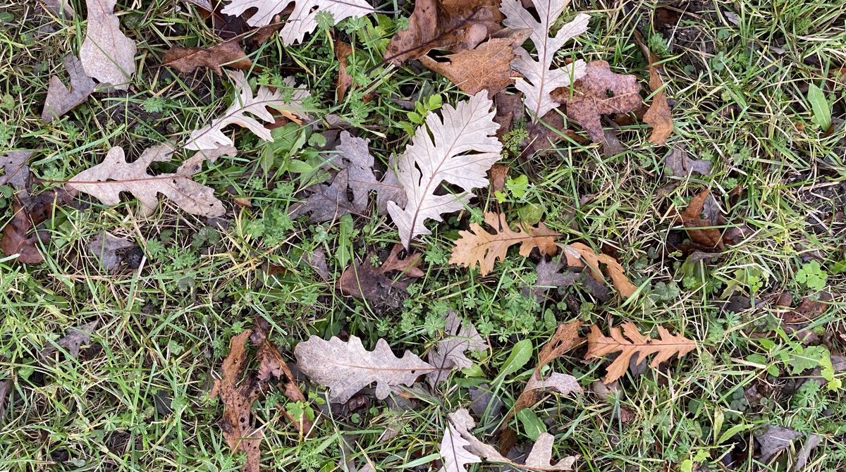 Oak_Leaves_Affect_Soil_pH
